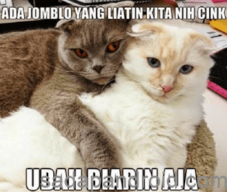 Lihat Kumpulan Meme Kucing Lucu Demikianlah Artikel Kata 